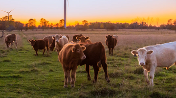 Our Sustainable & Ethical Meat Shopping Guide