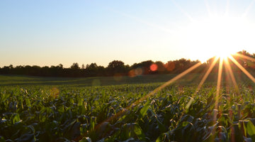 The Problem with Heavy Metals & The White Leaf Difference